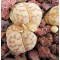 C181 - Plant